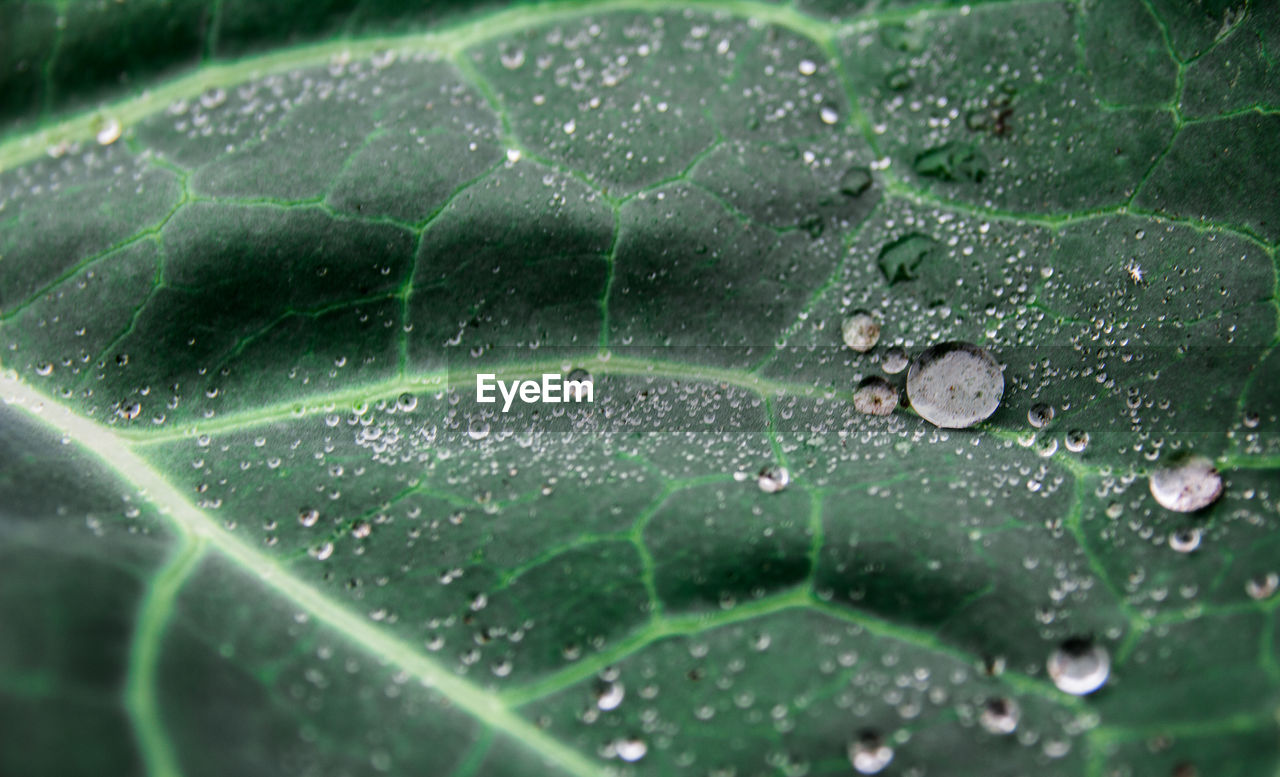 Close-up of raindrops on leaves