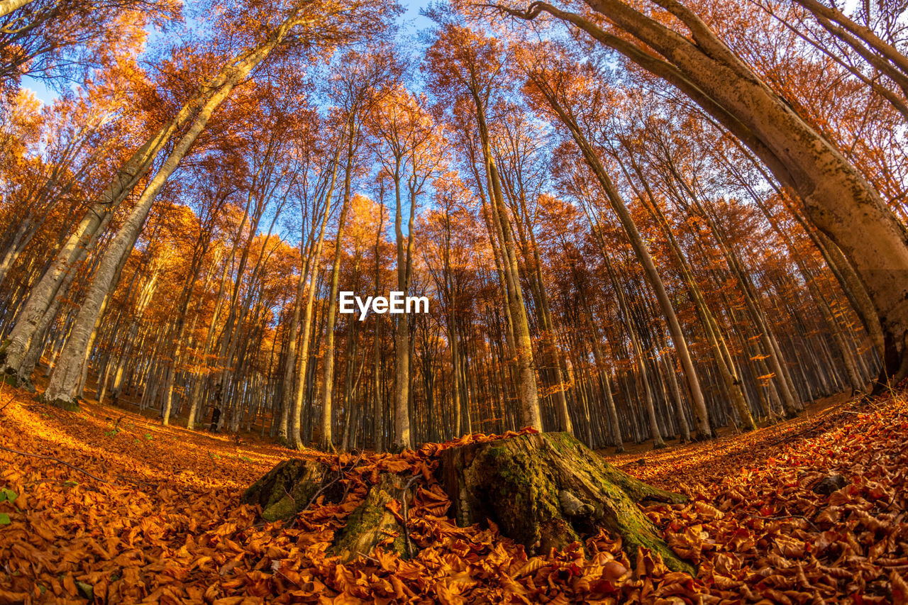 Low angle view of pine trees in forest during autumn