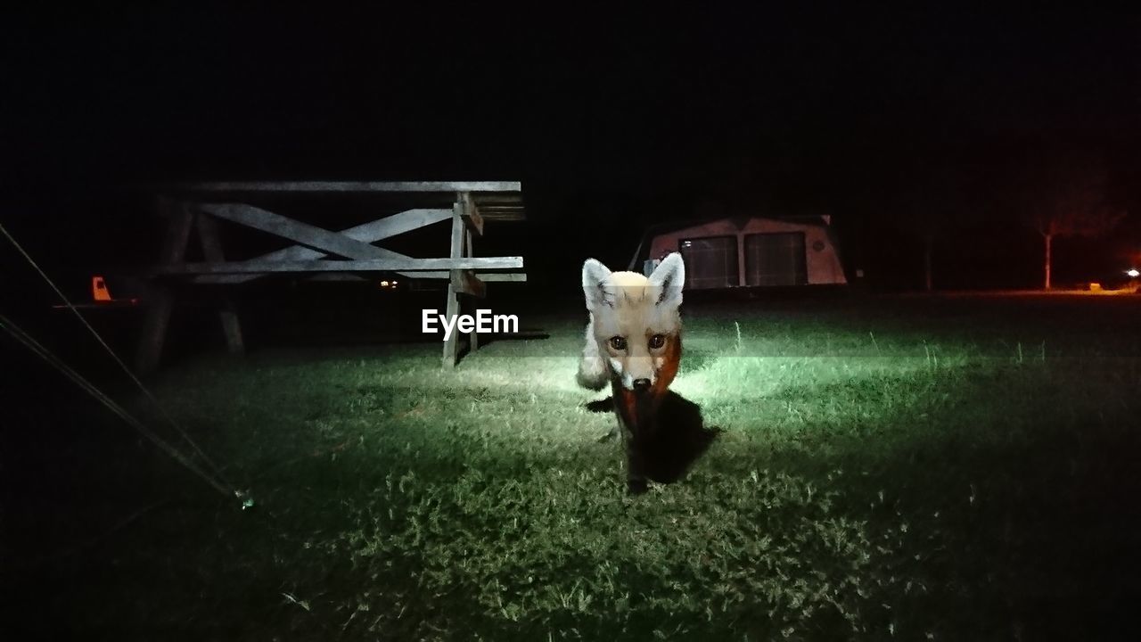 PORTRAIT OF DOG ON FIELD AGAINST ILLUMINATED STREET