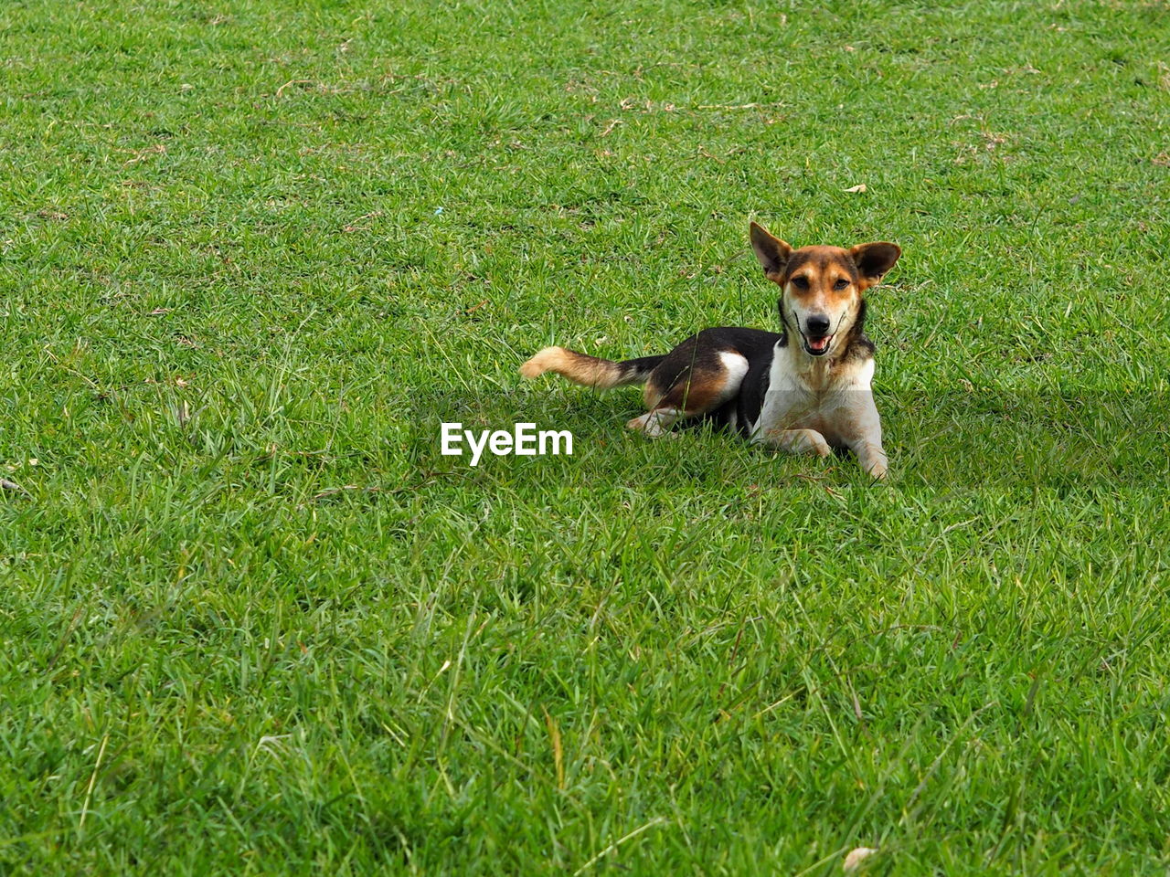 PORTRAIT OF DOG ON GRASS