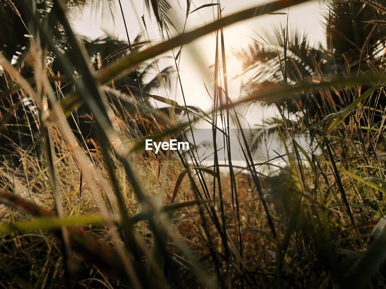 CLOSE-UP OF GRASS ON LAND