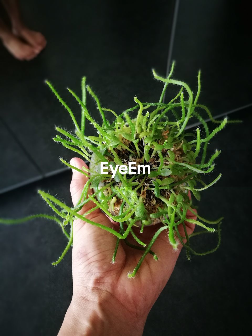 Cropped image of person holding green houseplant