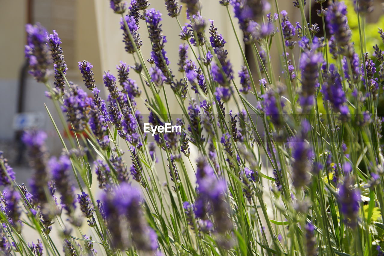 Close-up of lavender field