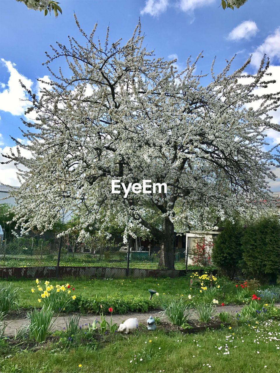 FRESH WHITE FLOWERS AGAINST TREE AGAINST SKY