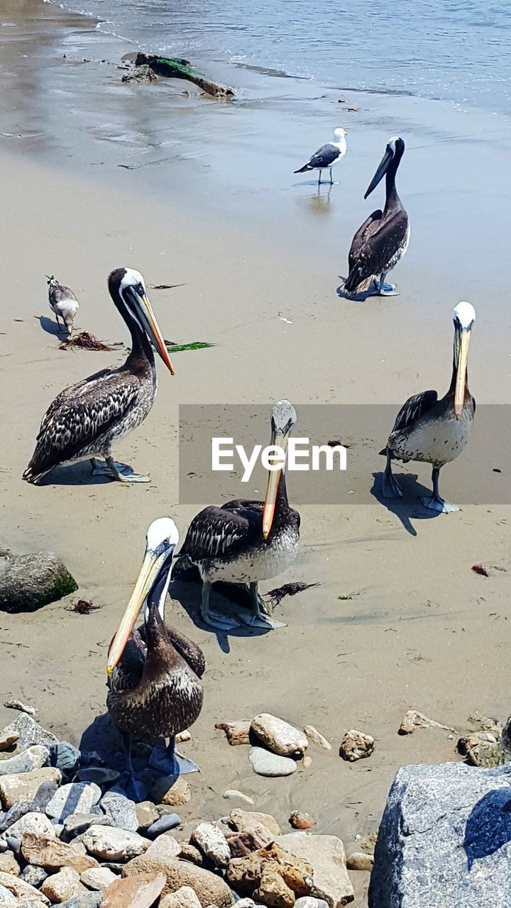 BIRDS ON SHORE AT BEACH