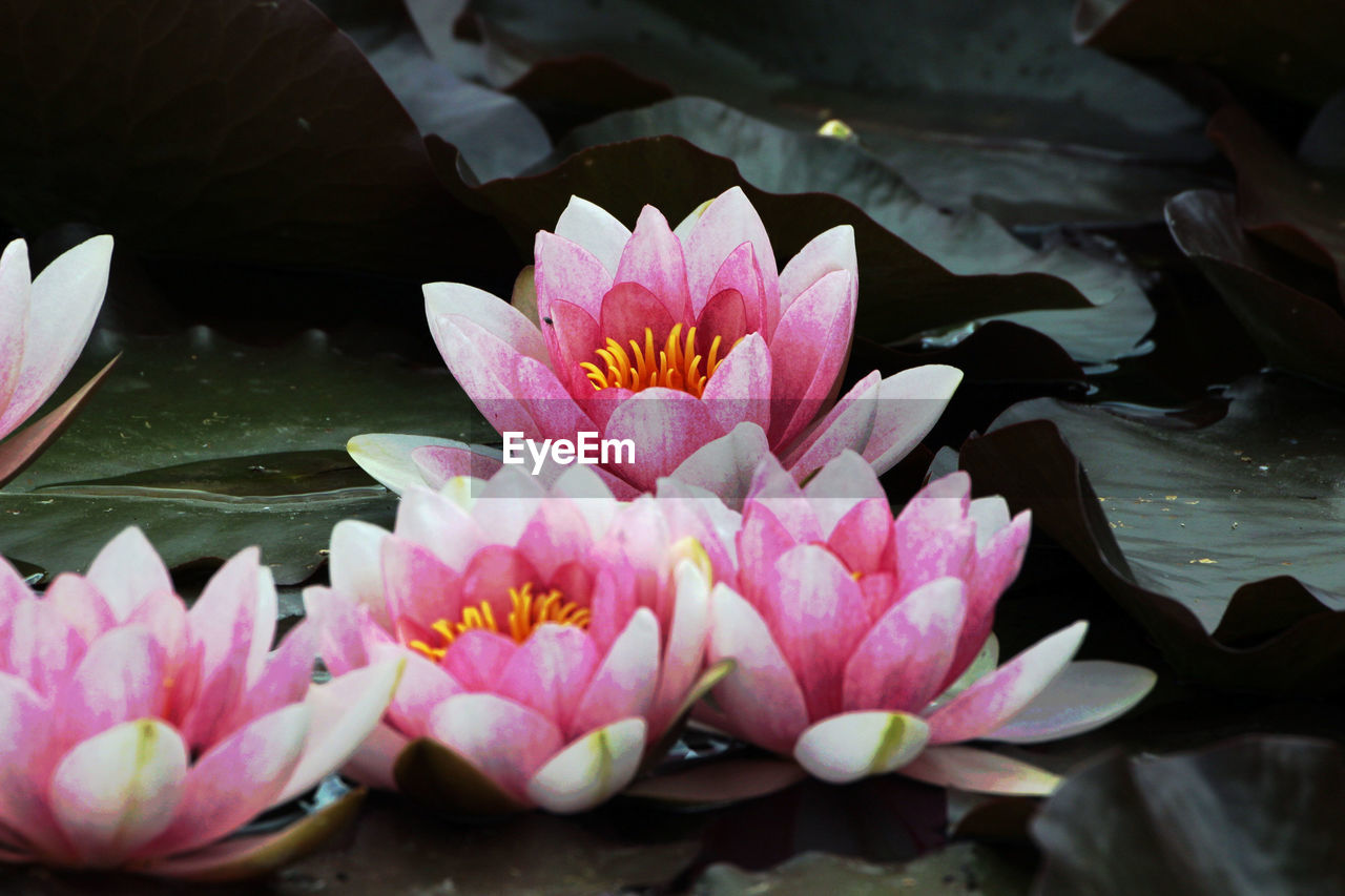 High angle view of fresh pink lotus flowers blooming in pond