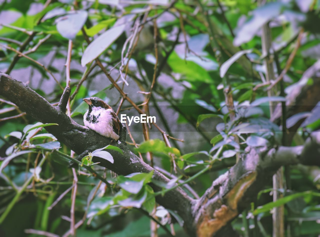 BIRD PERCHING ON A TREE