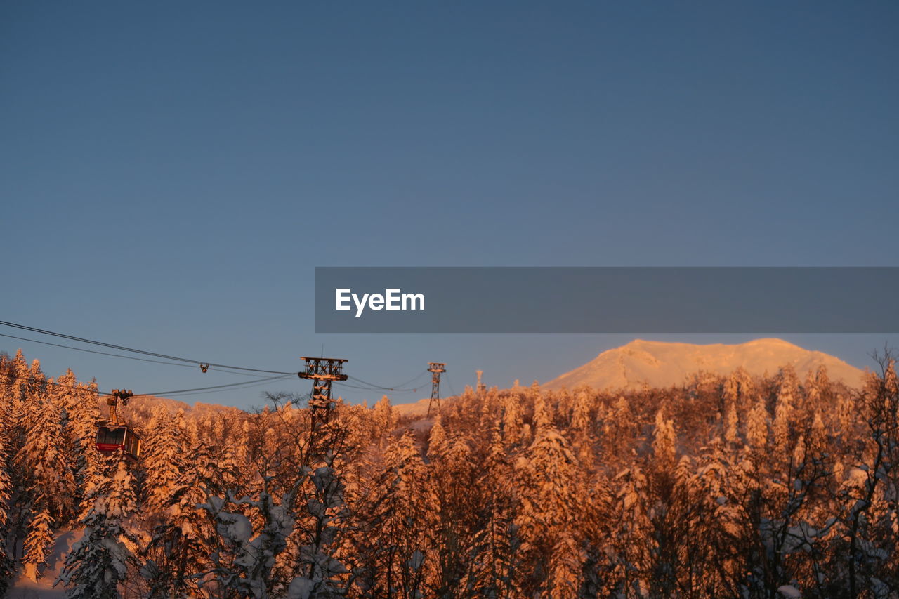 Plants on snow covered land against sky