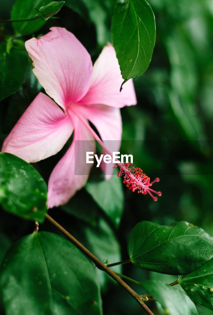 Close-up of hibiscus flower