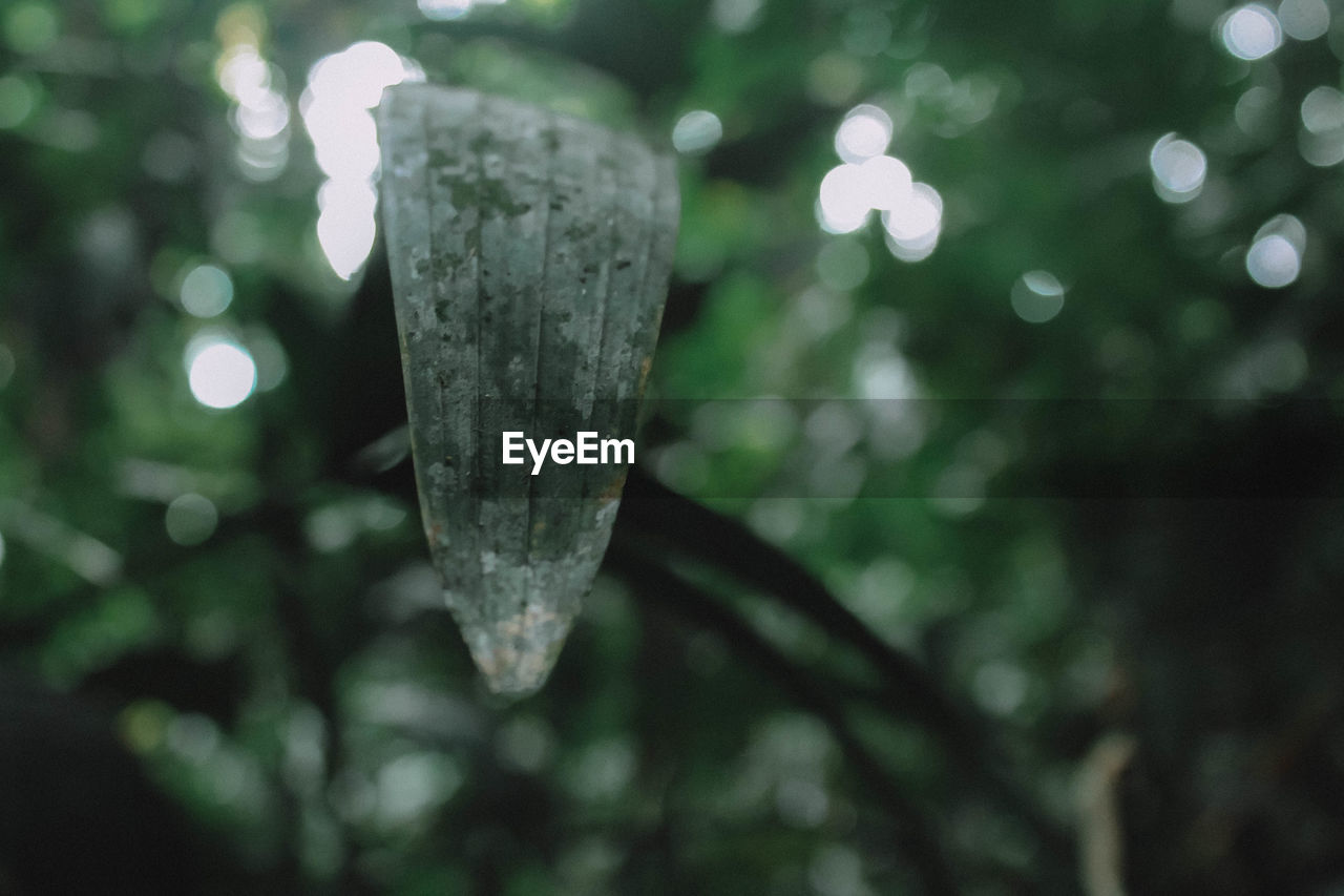 CLOSE-UP OF RAINDROPS ON TREE BRANCHES