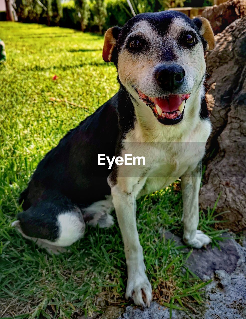 PORTRAIT OF A DOG IN FIELD