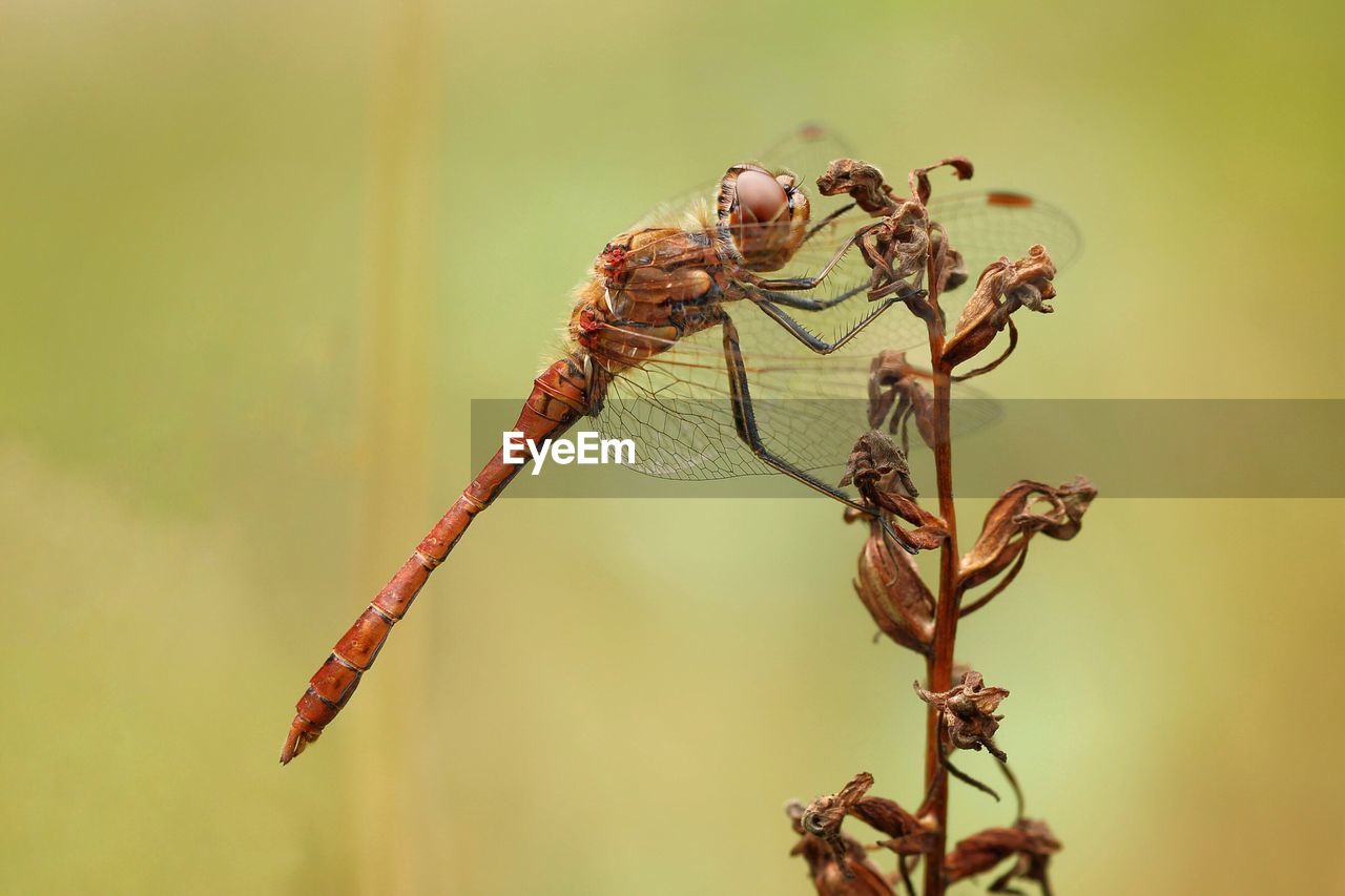 Close-up of dragonfly on plant