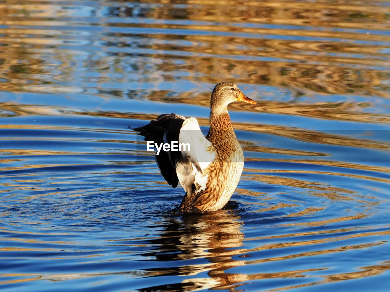 DUCK SWIMMING ON LAKE