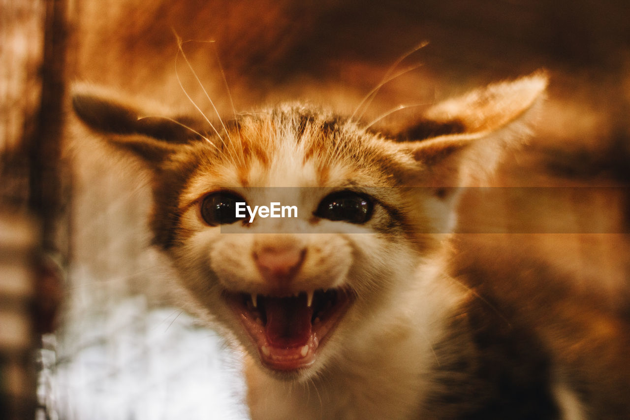 Close-up portrait of a cat