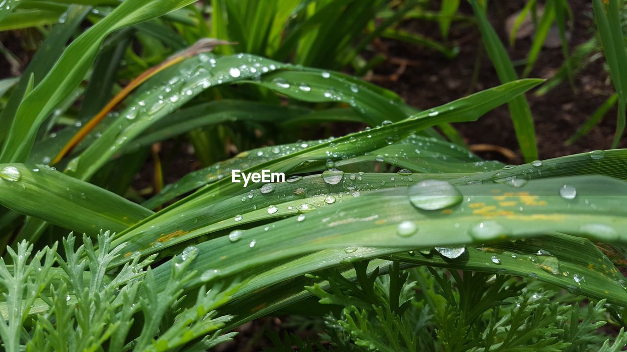 Close-up of water drops on grass