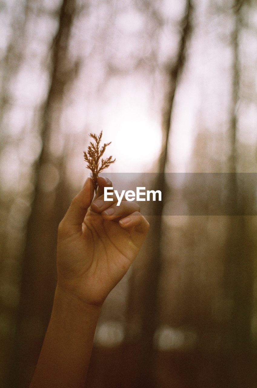 Cropped hand of person holding plant