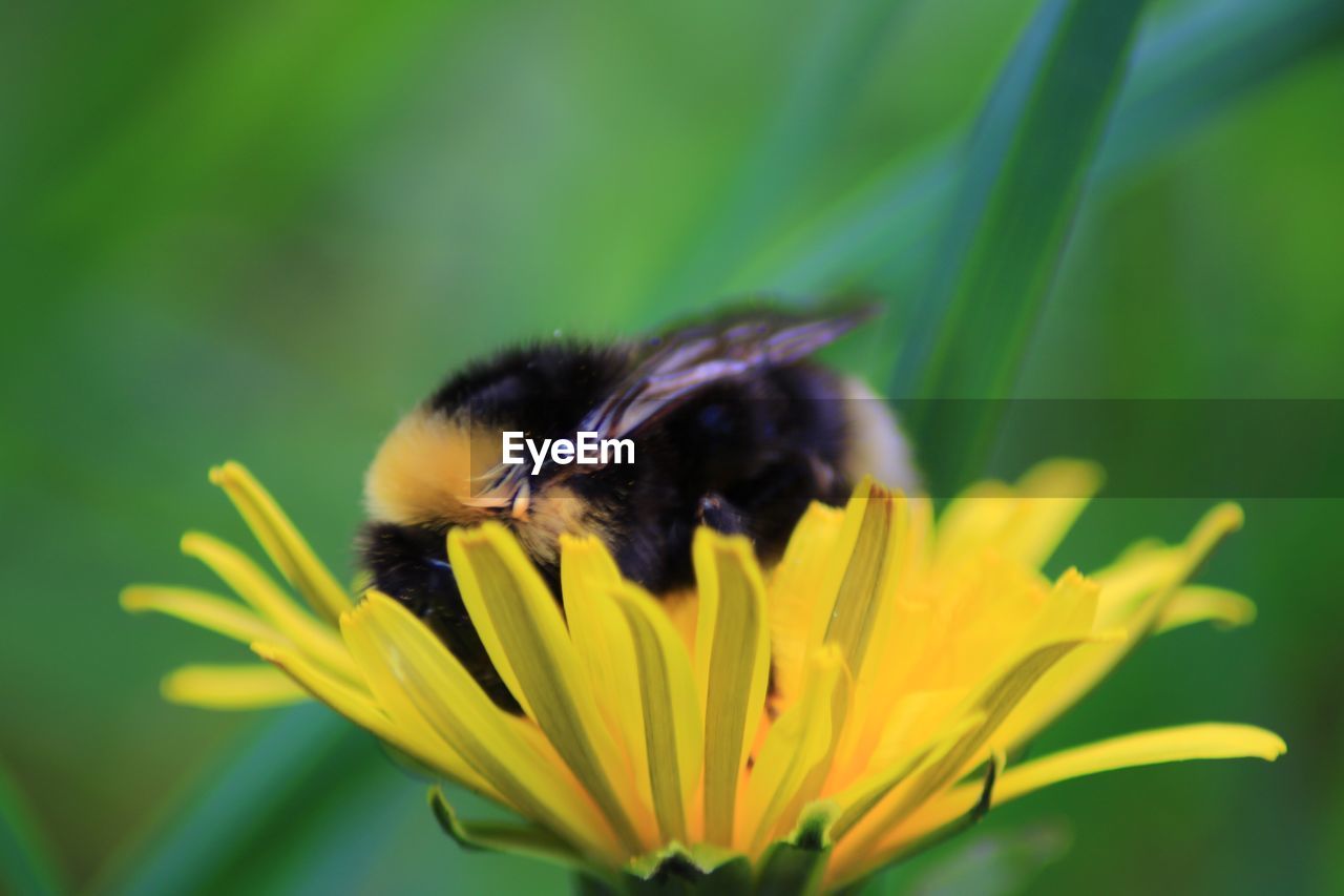 CLOSE-UP OF BEE POLLINATING ON YELLOW FLOWER