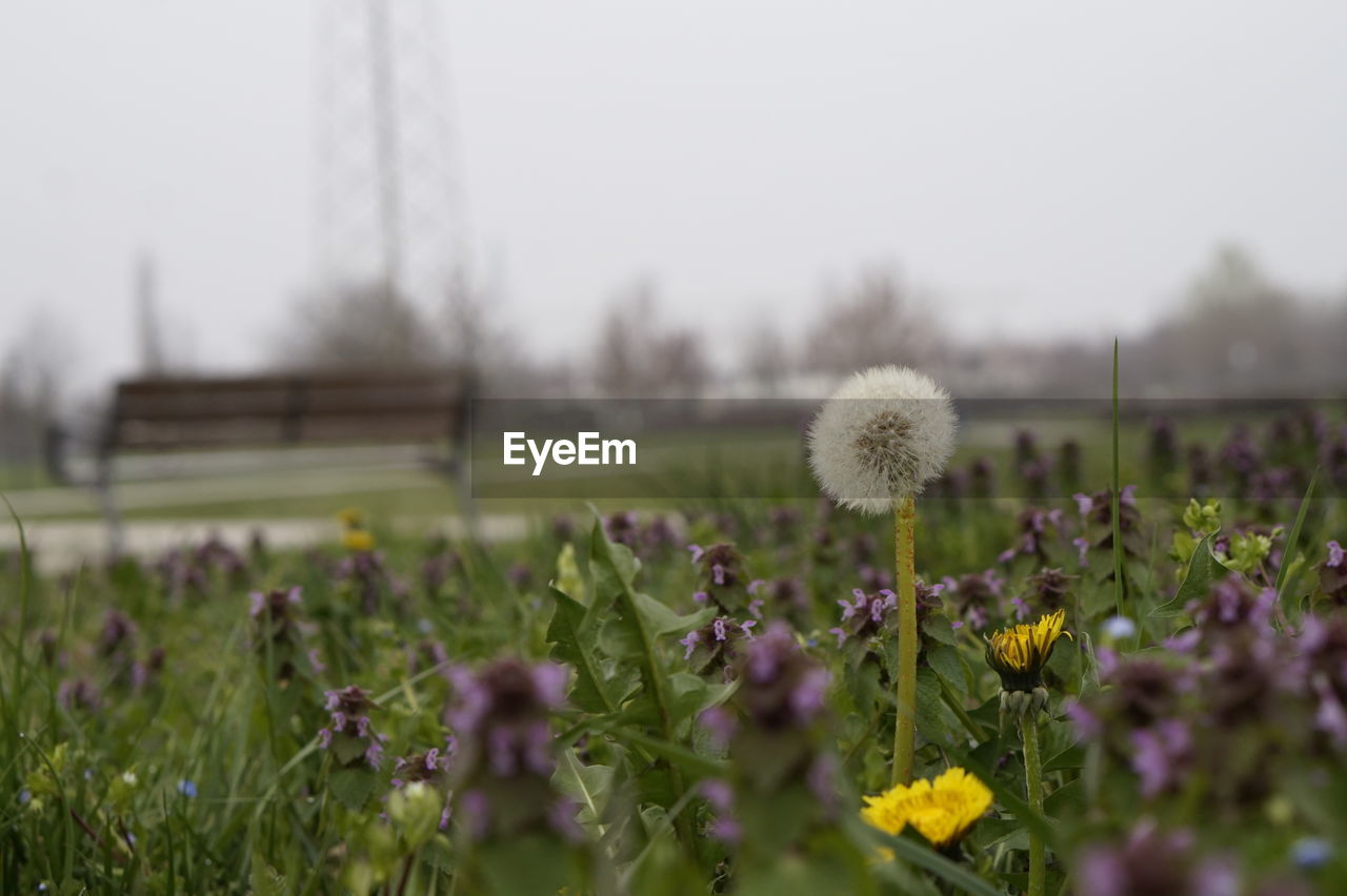 CLOSE-UP OF FLOWERS GROWING ON FIELD