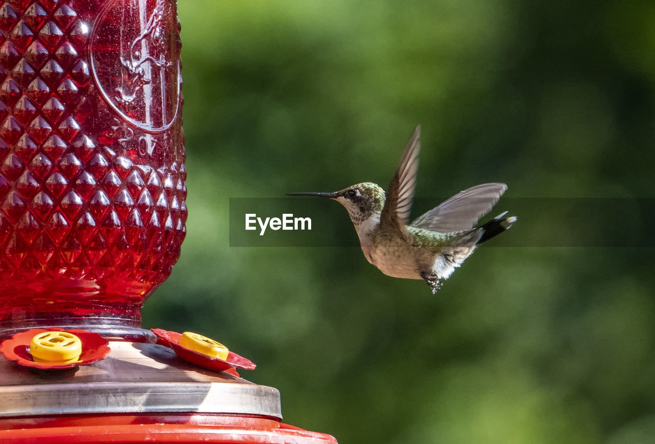 bird, animal wildlife, animal themes, animals in the wild, animal, hummingbird, vertebrate, focus on foreground, bird feeder, one animal, no people, close-up, red, flying, day, nature, outdoors, spread wings, plant, mid-air