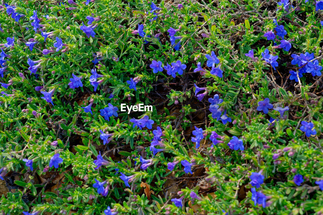 plant, flowering plant, flower, growth, beauty in nature, freshness, land, field, fragility, nature, day, no people, full frame, wildflower, purple, backgrounds, high angle view, meadow, green, outdoors, blue, close-up, botany, abundance, tranquility