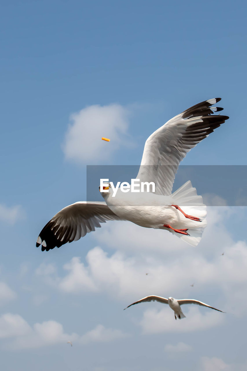 Seagull flying on beautiful blue sky and cloud catching food in the air.