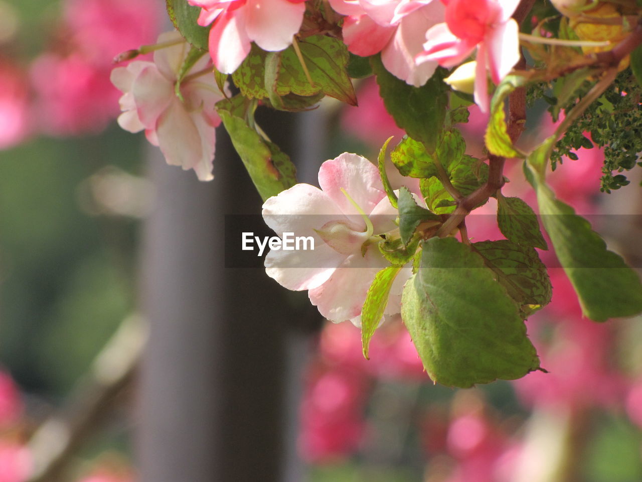 CLOSE-UP OF PINK BLOSSOMS