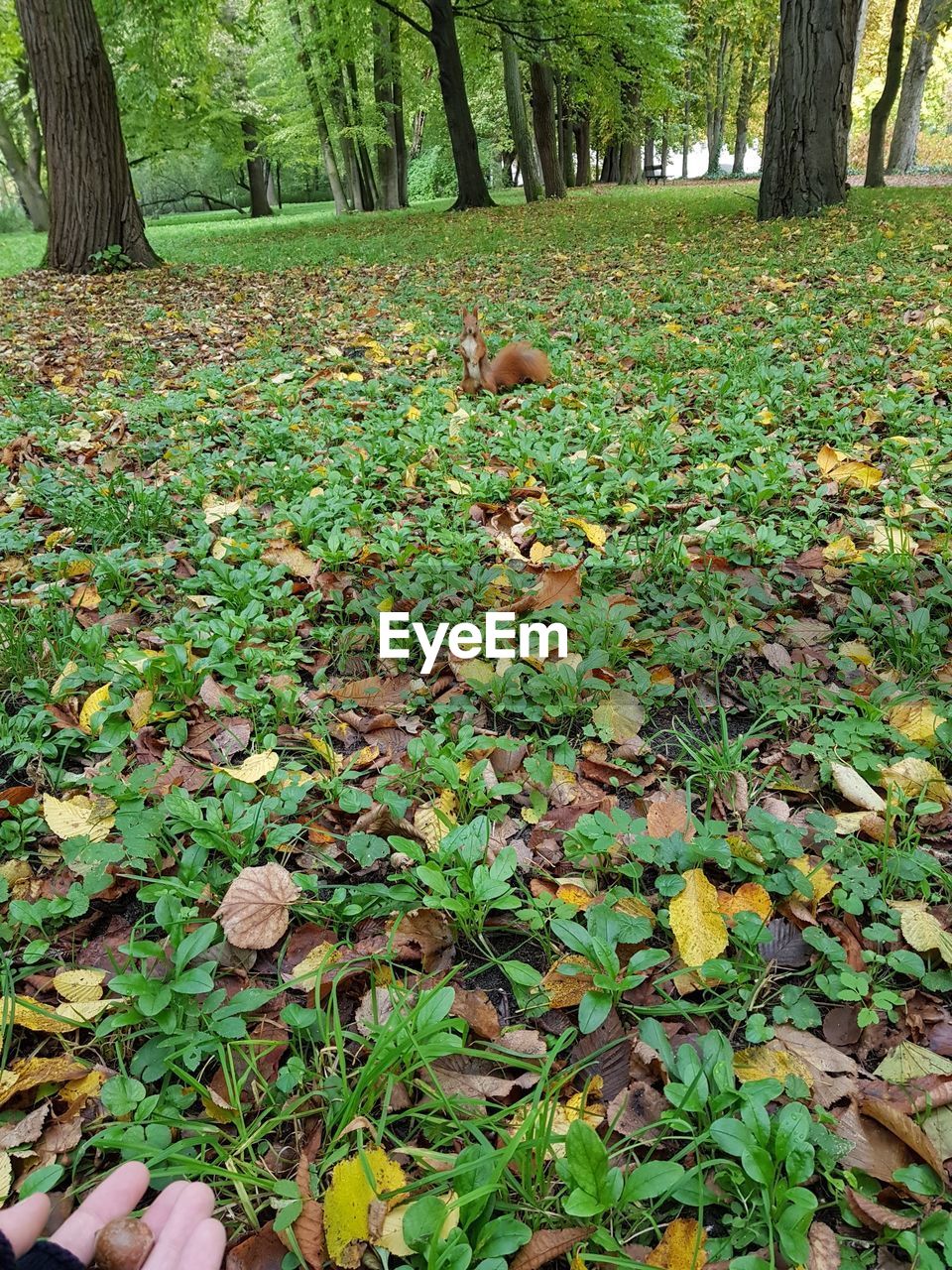 TREES AND GRASS IN FOREST