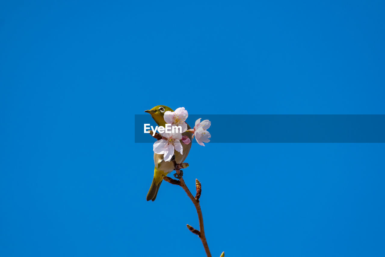 Low angle view of flowering plant against clear blue sky
