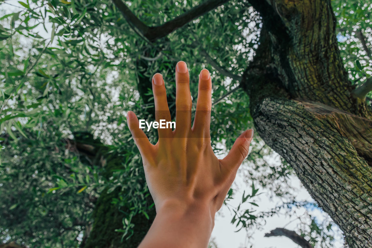 Cropped image of person touching tree trunk