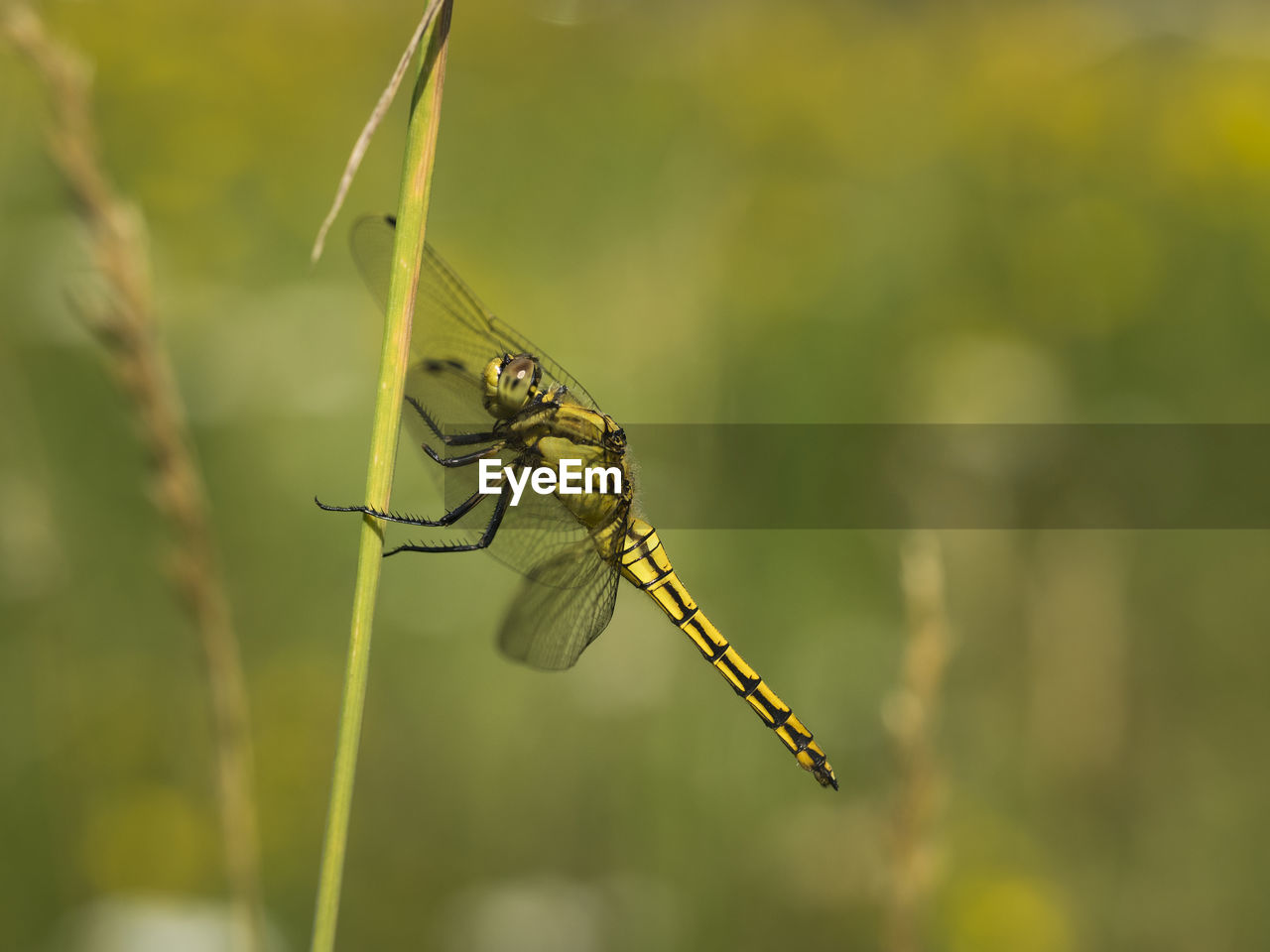 DRAGONFLY ON A PLANT