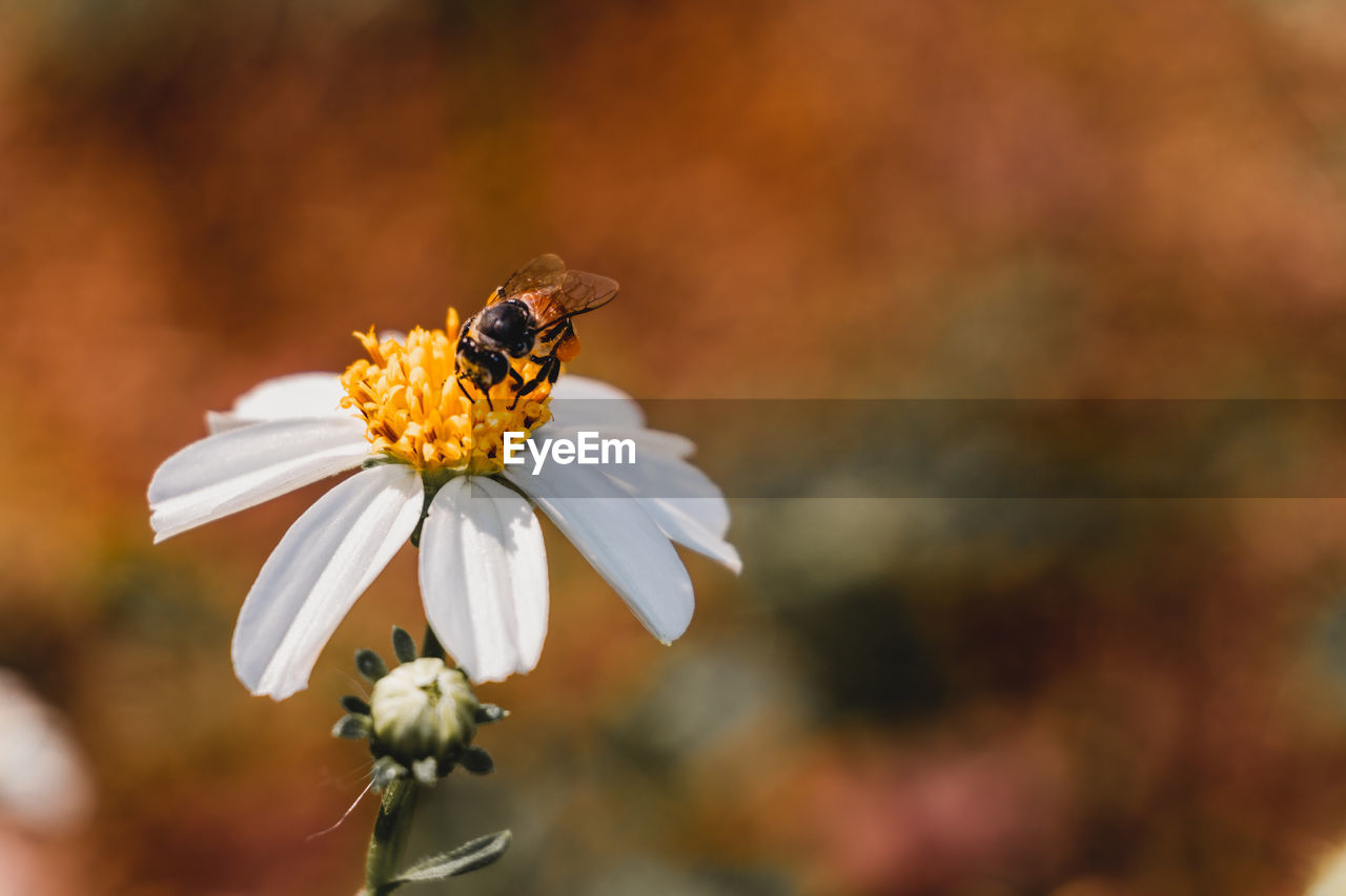 Close-up of insect on flower