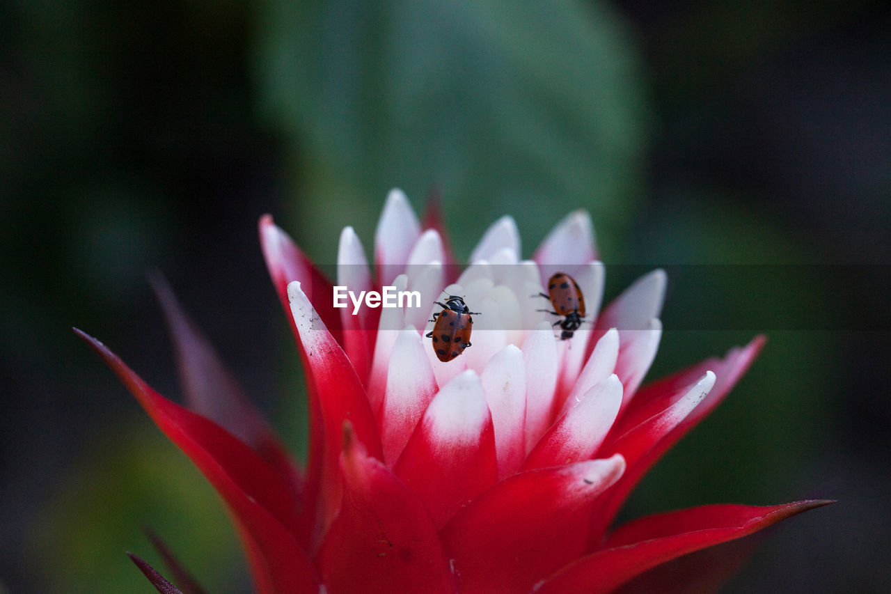 Red and white bromeliad flower with a convergent lady beetle called ladybug hippodamia convergens