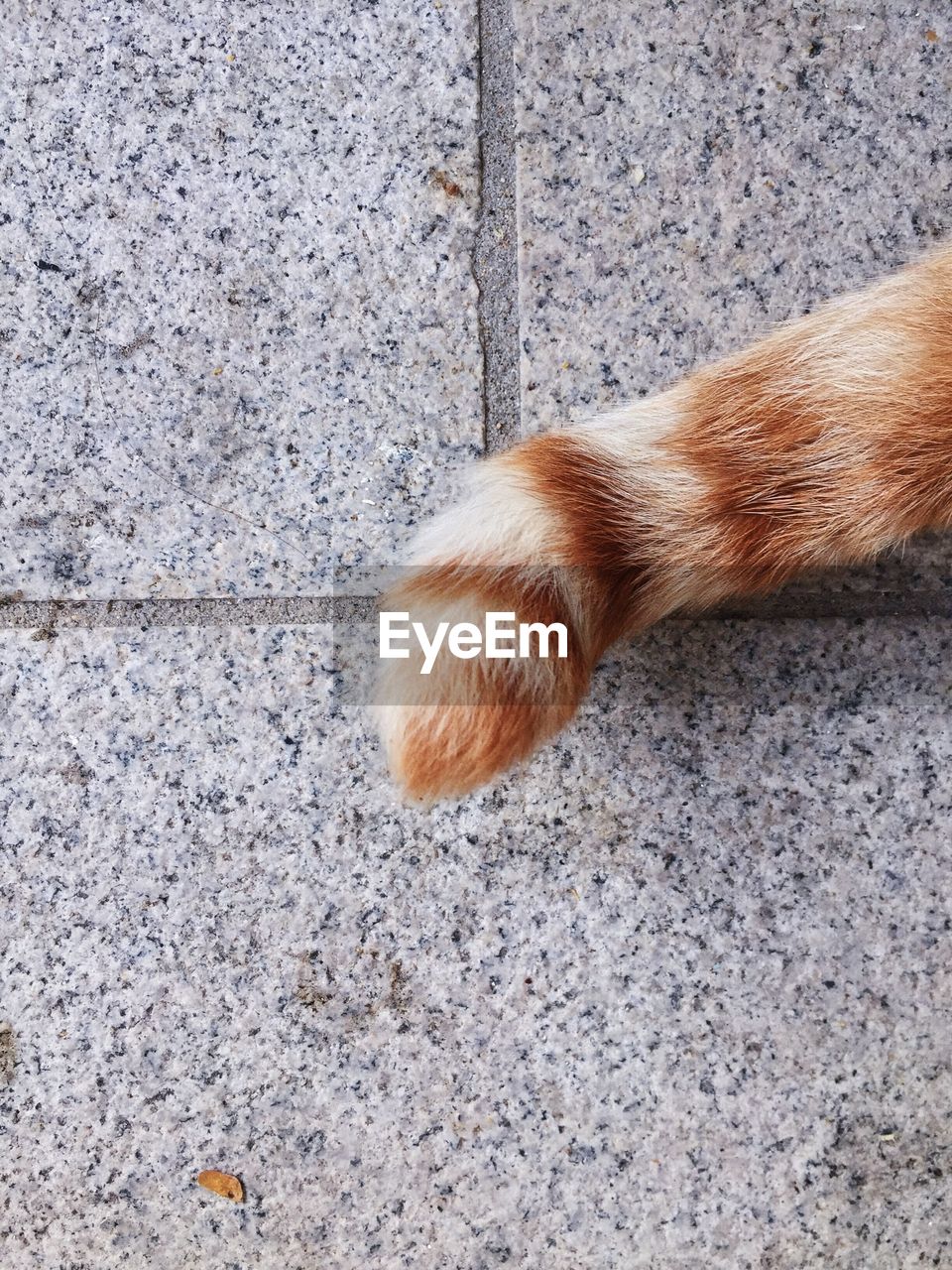 Cropped image of cat tail on floor