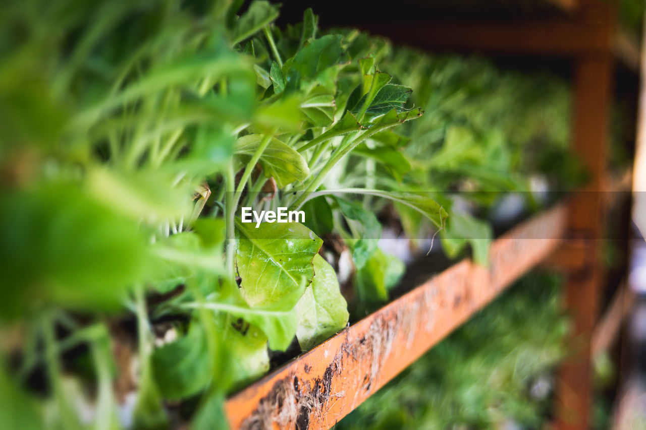 Close-up of plants on shelves at farm