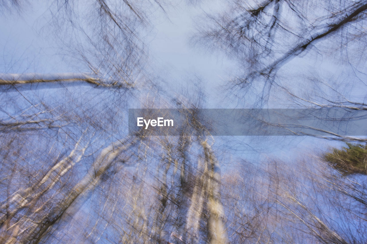  trees against the sky