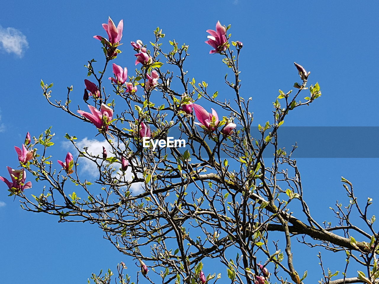 LOW ANGLE VIEW OF PINK FLOWERING PLANT AGAINST BLUE SKY