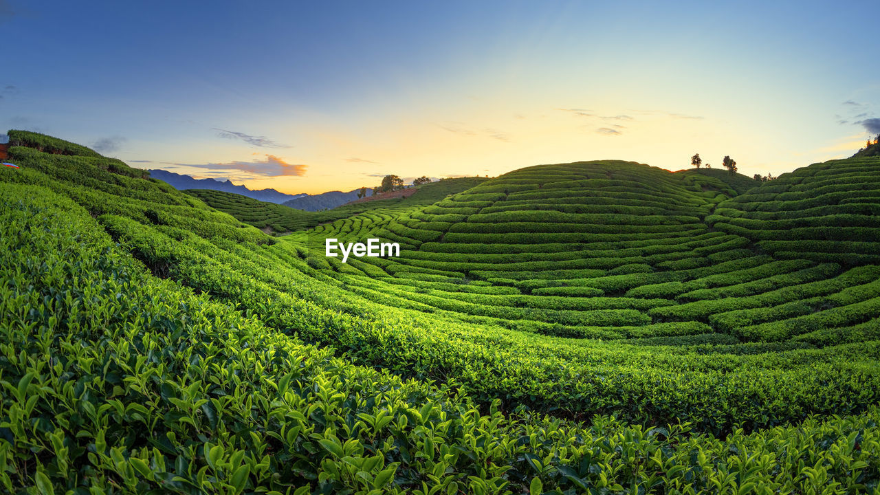 Scenic view of agricultural field against sky during sunset