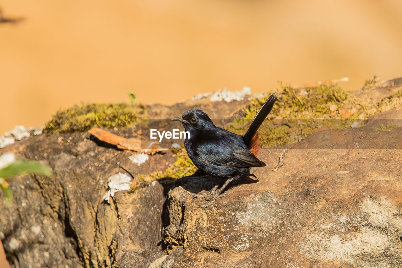 BIRD PERCHING ON A ROCK