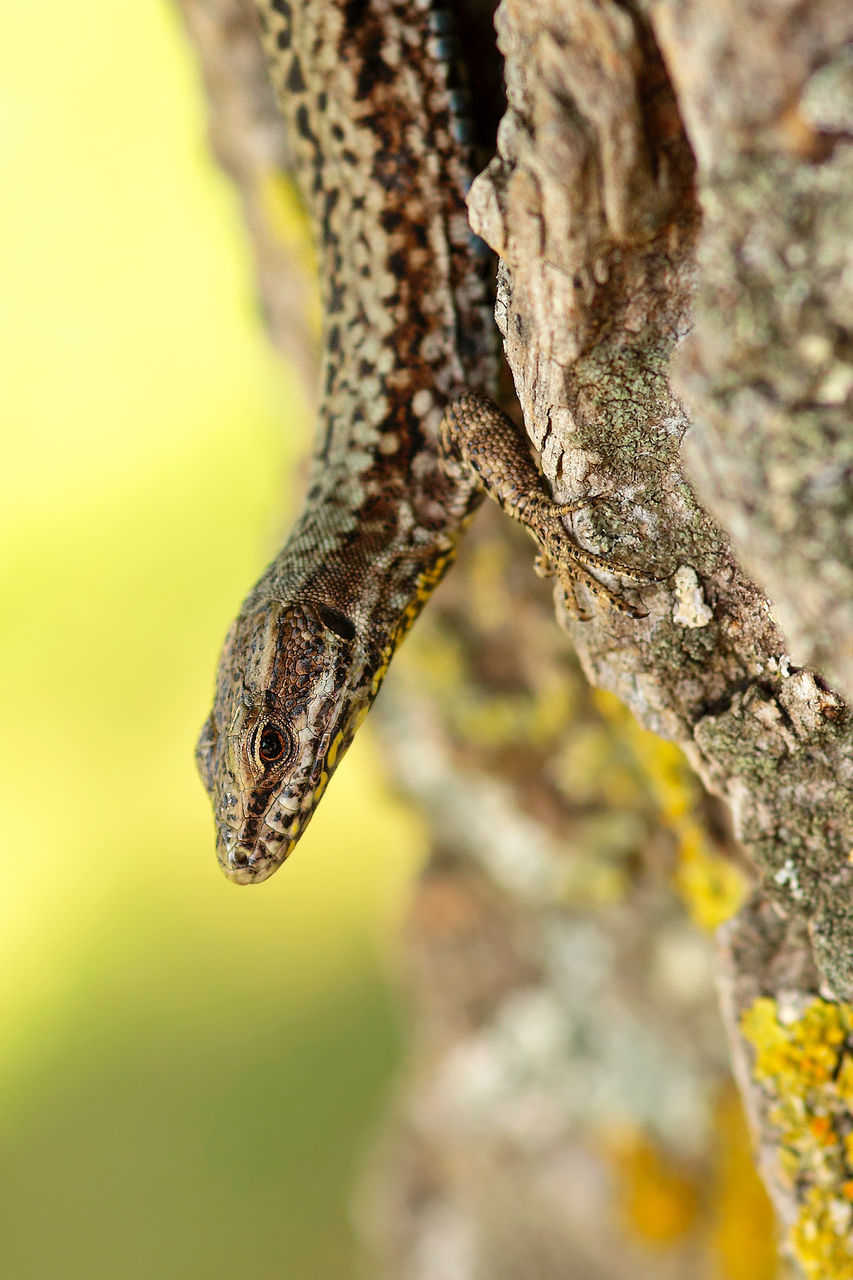 Close-up of podarcis muralis on tree trunk
