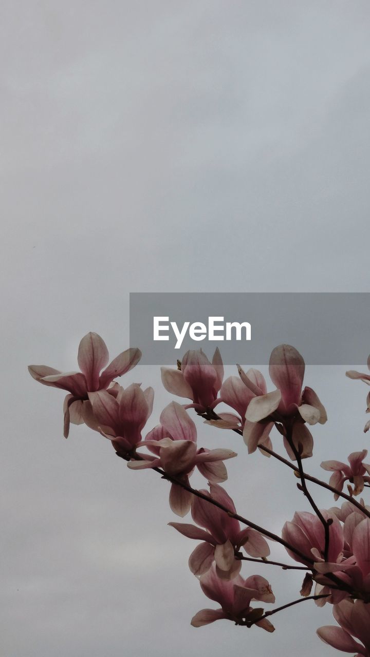 LOW ANGLE VIEW OF PINK MAGNOLIA ON PLANT AGAINST SKY
