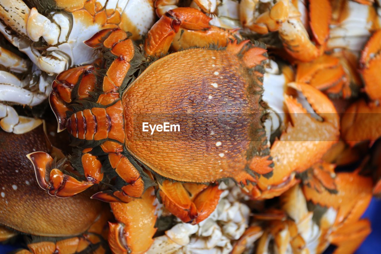 food, animal, crustacean, dungeness crab, seafood, crab, animal themes, food and drink, no people, close-up, animal wildlife, market, freshness, abundance, fishing, orange color, fish, retail, fishing industry, nature, sea, healthy eating, wildlife, group of animals, outdoors