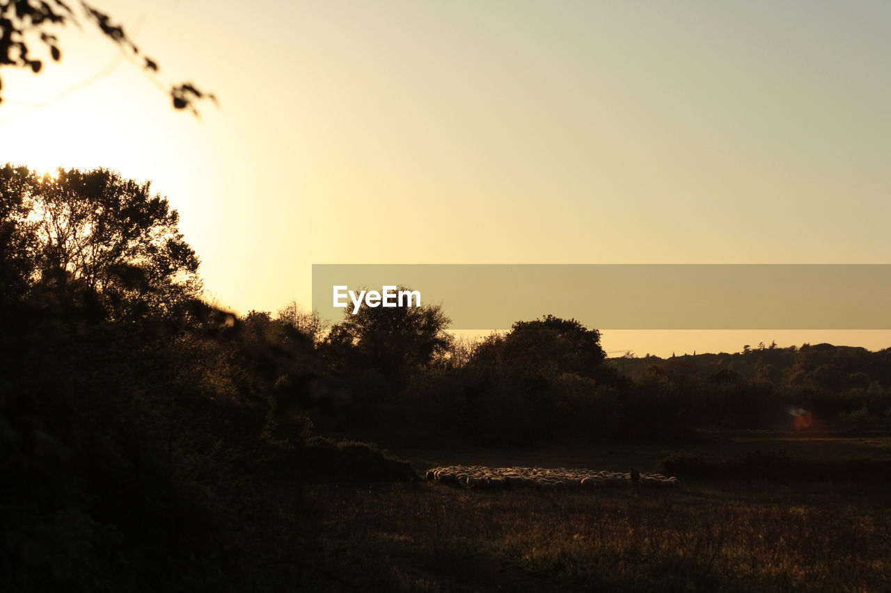 TREES ON LANDSCAPE AT SUNSET