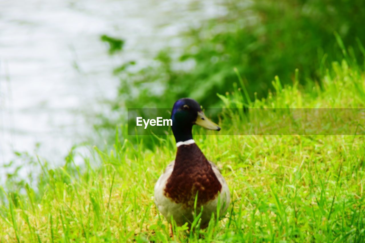 MALLARD DUCK ON GRASS