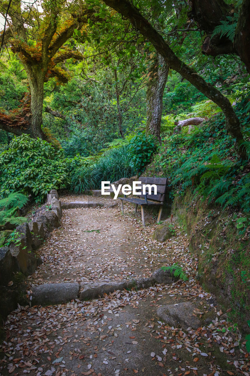 VIEW OF EMPTY BENCH IN FOREST