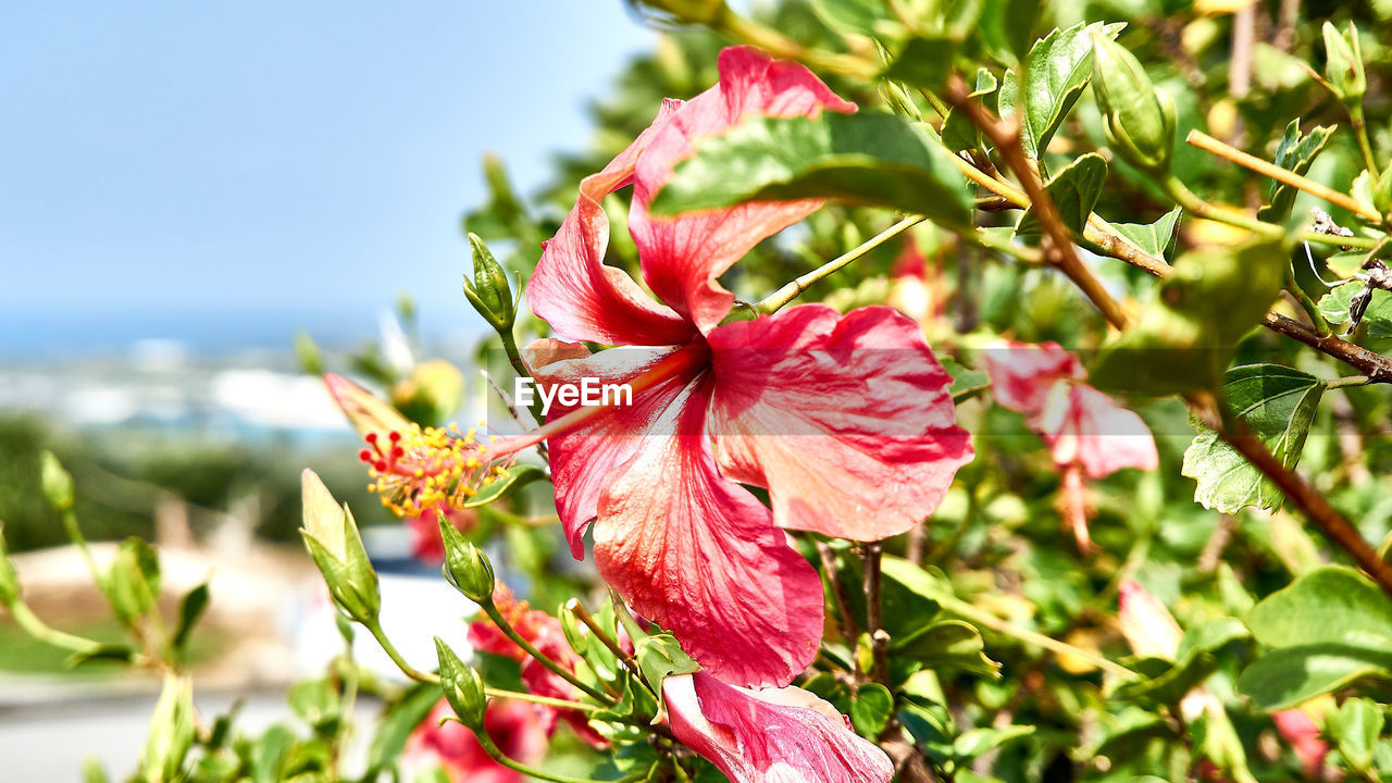 CLOSE-UP OF PINK HIBISCUS FLOWERS