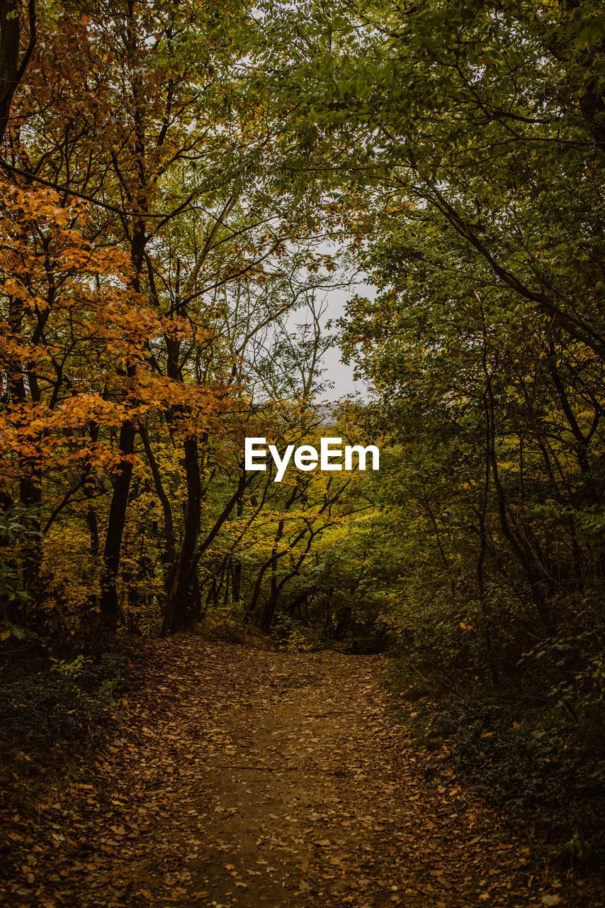 TREES AND PLANTS GROWING IN FOREST DURING AUTUMN