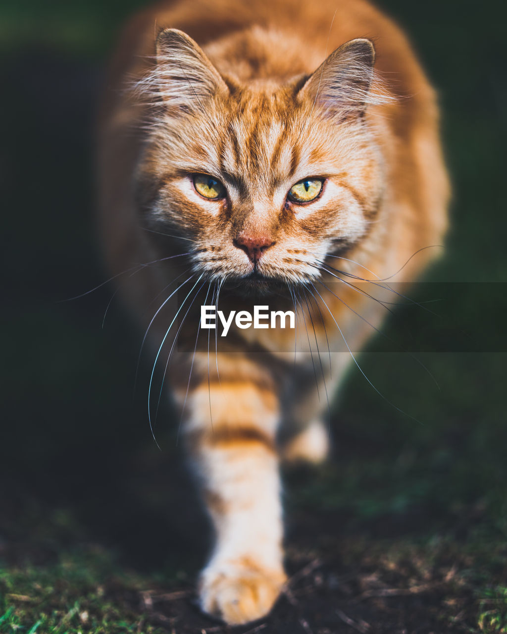 Close-up portrait of a cat