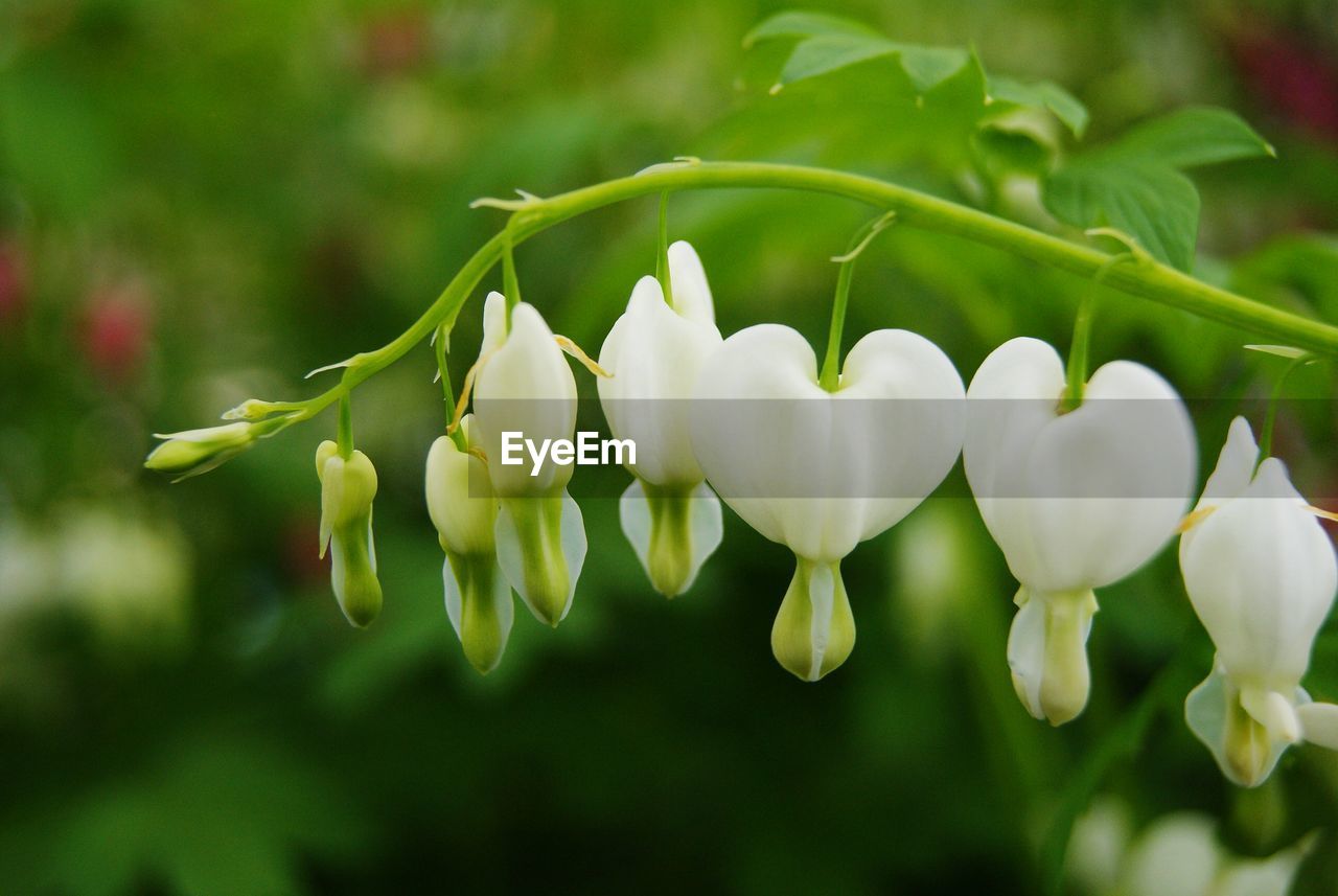 Close-up of white flowers