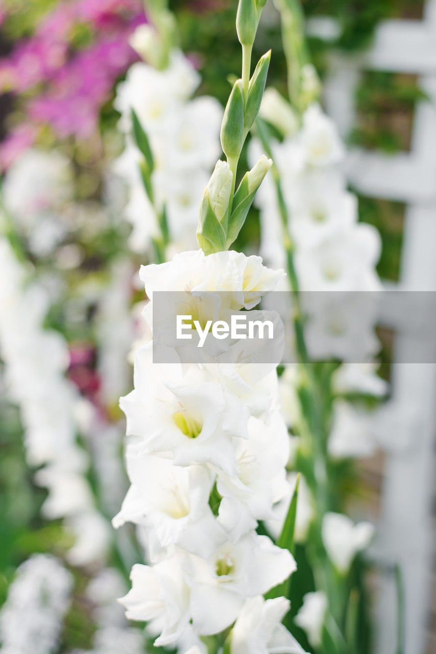 flower, plant, flowering plant, white, beauty in nature, freshness, nature, close-up, fragility, focus on foreground, blossom, growth, flower head, no people, springtime, lilac, day, petal, outdoors, selective focus, inflorescence, floristry, celebration, wedding, flower arrangement, bouquet, botany