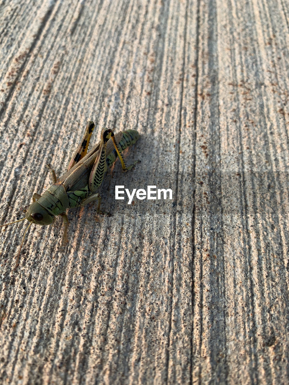 HIGH ANGLE VIEW OF GRASSHOPPER ON WOOD